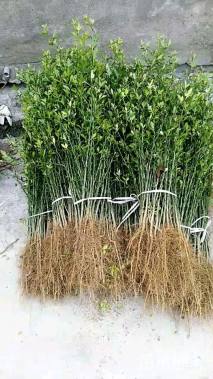 高度20厘米枸橘