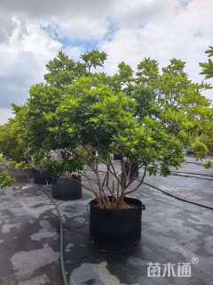 高度150厘米毛鹃