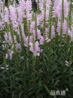 高度20厘米假龙头