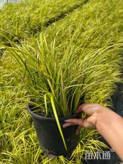 高度30厘米金线菖蒲