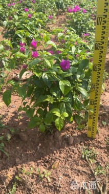 高度40厘米紫花三角梅