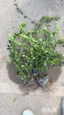 40厘米小叶扶芳藤