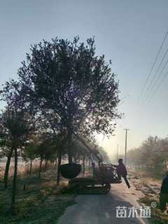 18公分弗吉尼亚栎