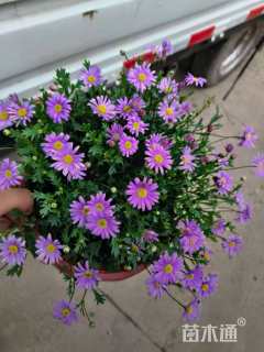 高度15厘米姬小菊