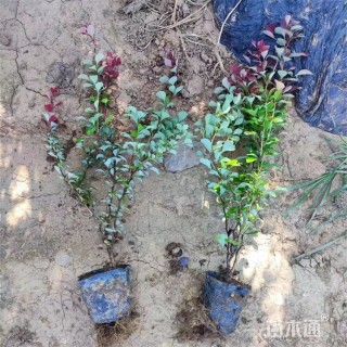 高度55厘米紫叶小檗
