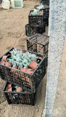 高度15厘米银叶菊