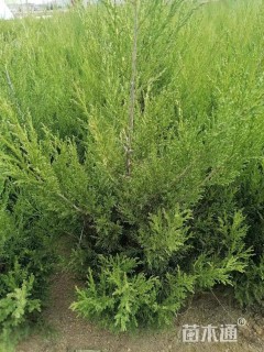 高度120厘米蜀桧