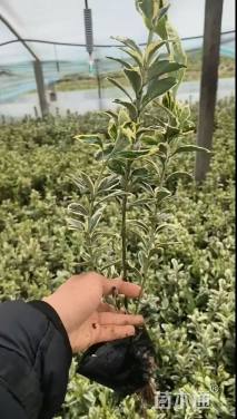 高度35厘米金边黄杨小苗