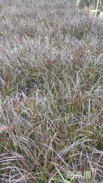 高度30厘米紫叶狼尾草