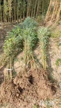 地栽苗早园竹