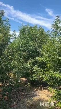 高度200厘米丛生大叶女贞