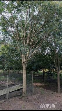 12公分大叶女贞