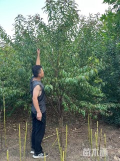 8公分碧桃