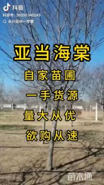 10公分亚当海棠