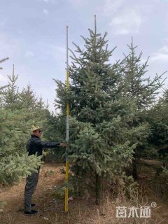 高度230厘米云杉