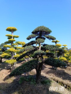 移栽苗造型罗汉松