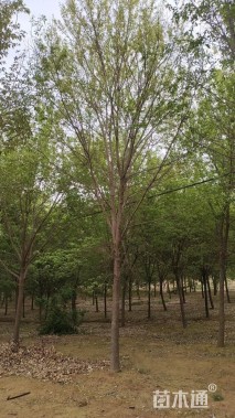 冠幅120厘米红花继木球