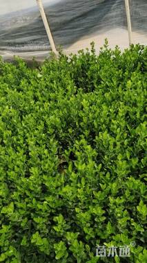 高度20厘米大叶黄杨