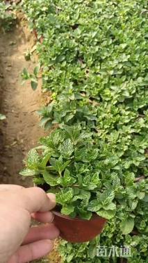 高度10厘米薄荷