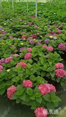 高度40厘米八仙花