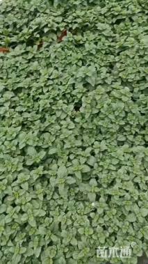 高度10厘米薄荷