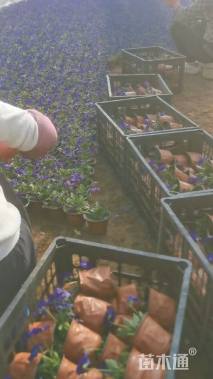 高度15厘米角堇