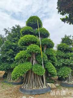 70公分造型小叶榕