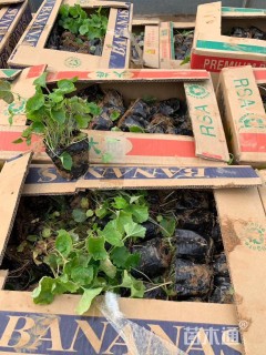 高度5厘米二月兰