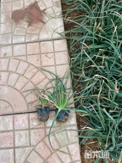 高度25厘米火炬花