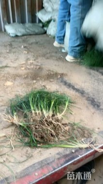 高度25厘米麦冬