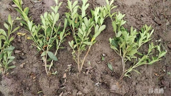 高度15厘米毛鹃