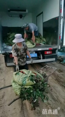 高度10厘米漆姑草