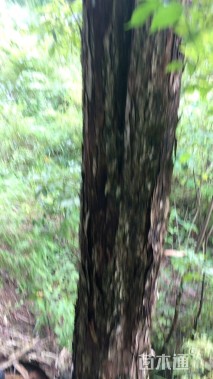 25公分蕈树