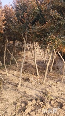 高度200厘米瓜子黄杨