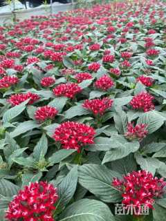 高度12厘米五星花