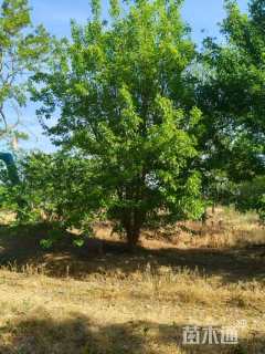 高度750厘米丛生三角枫