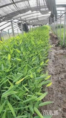 高度50厘米再力花