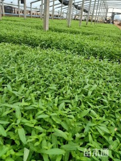 高度18厘米千屈菜