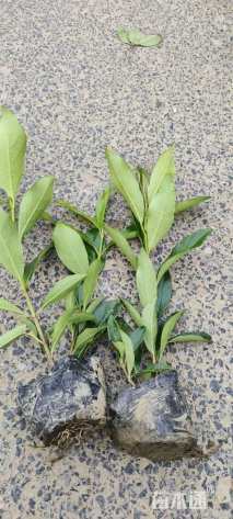 高度40厘米冬青小苗