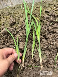 高度30厘米马莲