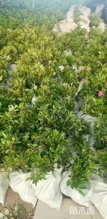 高度25厘米春鹃