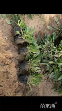 高度20厘米金鸡菊