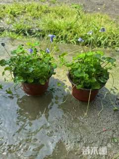 高度10厘米熊猫堇