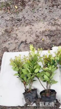 高度30厘米金森女贞