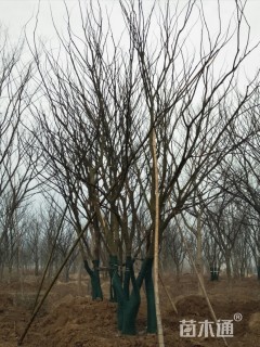 18公分丛生朴树