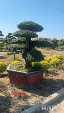 20公分对节白蜡