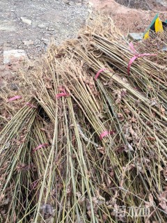 高度150厘米枫香小苗