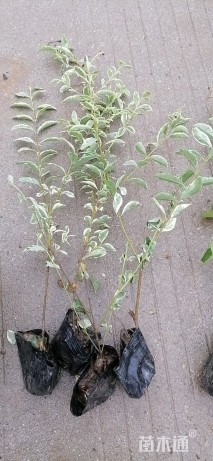 高度40厘米银姬小蜡