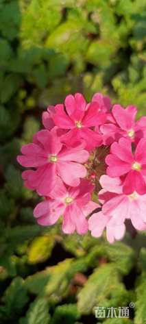 高度25厘米美女樱