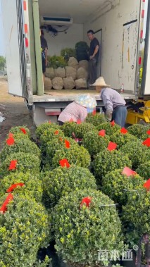 高度50厘米杜鹃